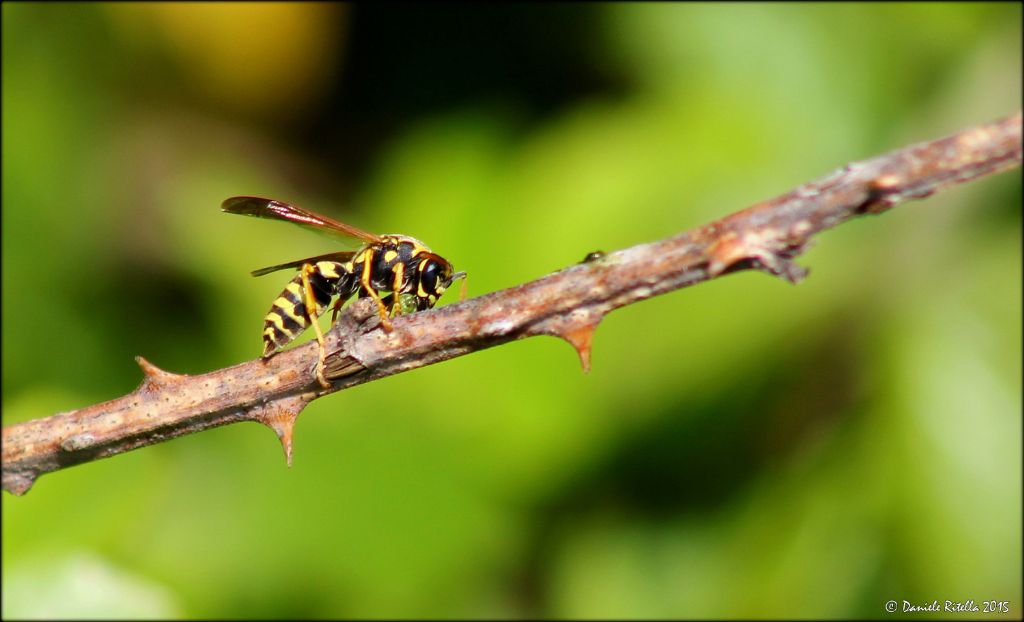 Polistes dominula? Sesso? No. femmina di P. nympha